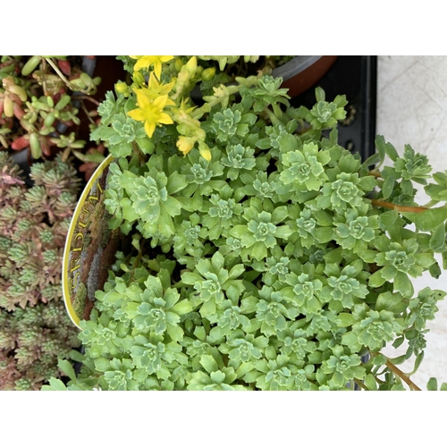 166 - EIGHT VARIOUS VARIETIES OF SEDUM WITH CARDS   IN SIZE P13 POTS TO BE SOLD FOR THE EIGHT PLUS VAT