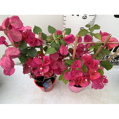 169 - TWO BOUGAINVILLEA DANIA DEEP PINK ON A TRELLIS, 2 LTR POTS HEIGHT 70CM. PATIO READY TO BE SOLD FOR T... 