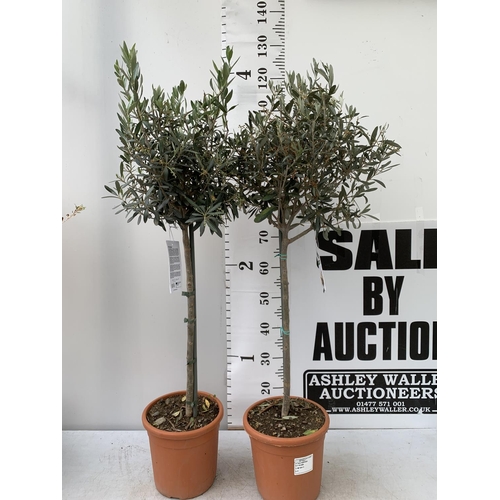 178 - TWO OLIVE EUROPEA STANDARD TREES APPROX  120-130CM IN HEIGHT IN 4 LTR POTS NO VAT TO BE SOLD FOR THE... 