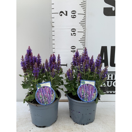 181 - TWO SALVIA NEMOROSA 'SENSATION DEEP BLUE' IN 2 LTR POTS APPROX 40CM IN HEIGHT PLUS VAT TO BE SOLD FO... 