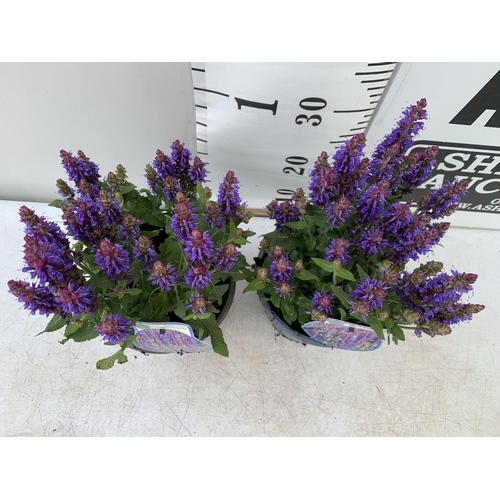 181 - TWO SALVIA NEMOROSA 'SENSATION DEEP BLUE' IN 2 LTR POTS APPROX 40CM IN HEIGHT PLUS VAT TO BE SOLD FO... 