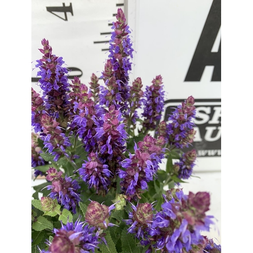 181 - TWO SALVIA NEMOROSA 'SENSATION DEEP BLUE' IN 2 LTR POTS APPROX 40CM IN HEIGHT PLUS VAT TO BE SOLD FO... 