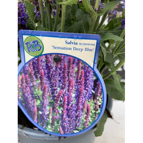 181 - TWO SALVIA NEMOROSA 'SENSATION DEEP BLUE' IN 2 LTR POTS APPROX 40CM IN HEIGHT PLUS VAT TO BE SOLD FO... 