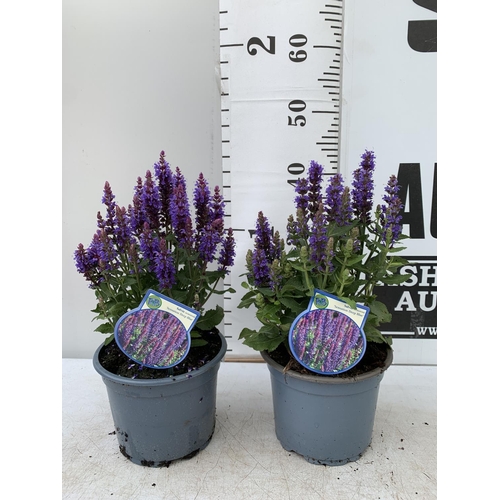 182 - TWO SALVIA NEMOROSA 'SENSATION DEEP BLUE' IN 2 LTR POTS APPROX 40CM IN HEIGHT PLUS VAT TO BE SOLD FO... 