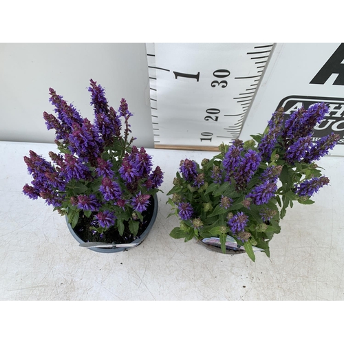 182 - TWO SALVIA NEMOROSA 'SENSATION DEEP BLUE' IN 2 LTR POTS APPROX 40CM IN HEIGHT PLUS VAT TO BE SOLD FO... 