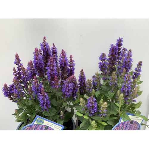 182 - TWO SALVIA NEMOROSA 'SENSATION DEEP BLUE' IN 2 LTR POTS APPROX 40CM IN HEIGHT PLUS VAT TO BE SOLD FO... 