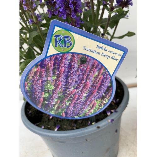 182 - TWO SALVIA NEMOROSA 'SENSATION DEEP BLUE' IN 2 LTR POTS APPROX 40CM IN HEIGHT PLUS VAT TO BE SOLD FO... 