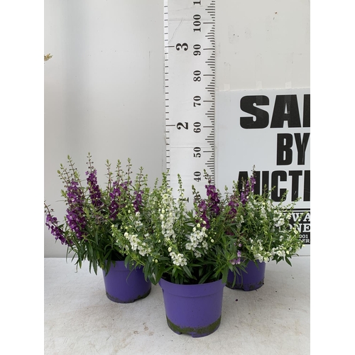 19 - THREE ANGELONIA TRIO WITH THREE COLOURS IN EACH 3 LTR POT APPROX 50CM IN HEIGHT PLUS VAT TO BE SOLD ... 