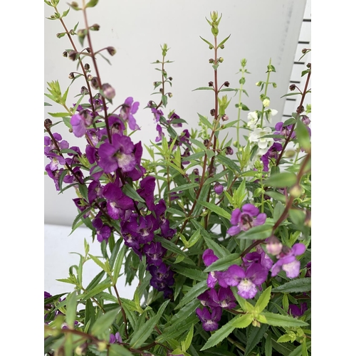 19 - THREE ANGELONIA TRIO WITH THREE COLOURS IN EACH 3 LTR POT APPROX 50CM IN HEIGHT PLUS VAT TO BE SOLD ... 