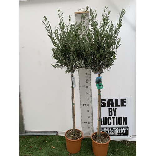 199 - TWO LARGE ITALIAN OLIVE STANDARD TREES OVER 2 METRES IN HEIGHT IN 9 LTR POTS NO VAT TO BE SOLD FOR T... 