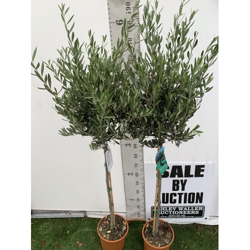 199 - TWO LARGE ITALIAN OLIVE STANDARD TREES OVER 2 METRES IN HEIGHT IN 9 LTR POTS NO VAT TO BE SOLD FOR T... 