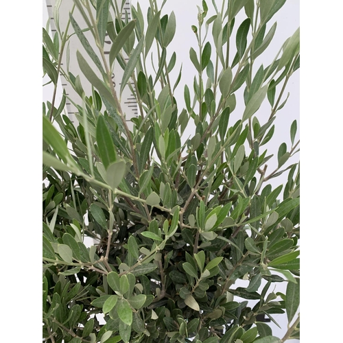 199 - TWO LARGE ITALIAN OLIVE STANDARD TREES OVER 2 METRES IN HEIGHT IN 9 LTR POTS NO VAT TO BE SOLD FOR T... 