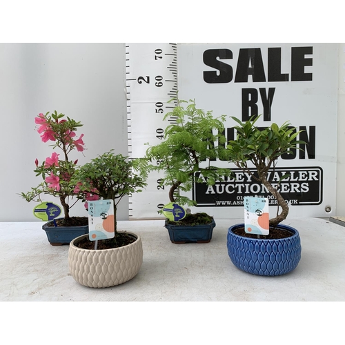 2 - FOUR MIXED INDOOR AND OUTDOOR BONSAI TREES, INDOOR- ONE FIG (FISCUS) AND ONE ZELKOVA, OUTDOOR- ONE R... 