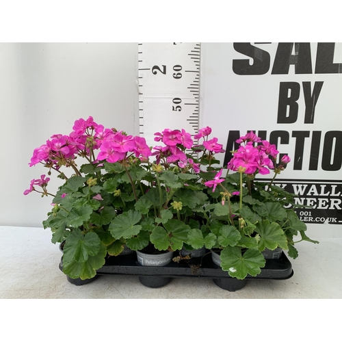 20 - EIGHT PELARGONIUM PLANTS WITH HOT  PINK COLOURED FLOWERS TO BE SOLD FOR THE EIGHT PLUS VAT