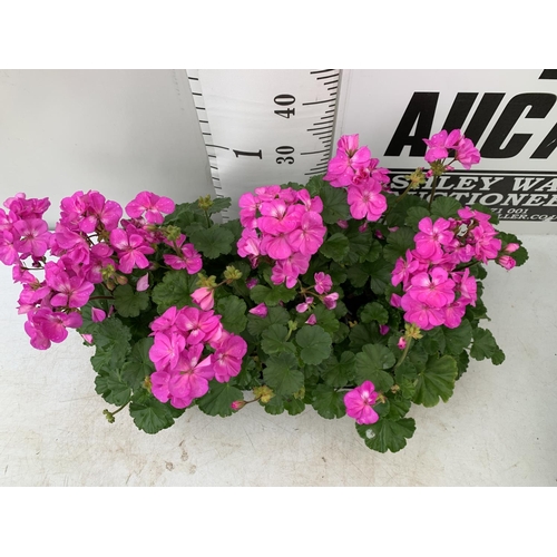 20 - EIGHT PELARGONIUM PLANTS WITH HOT  PINK COLOURED FLOWERS TO BE SOLD FOR THE EIGHT PLUS VAT