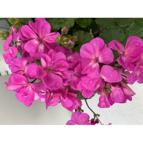 20 - EIGHT PELARGONIUM PLANTS WITH HOT  PINK COLOURED FLOWERS TO BE SOLD FOR THE EIGHT PLUS VAT