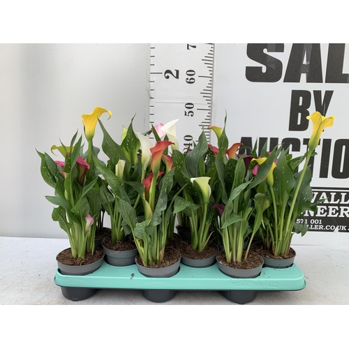 22 - TWELVE ZANTEDESCHIA CALLA LILLIES IN P10 POTS ON A TRAY APPROX 40CM IN HEIGHT PLUS VAT TO BE SOLD FO... 