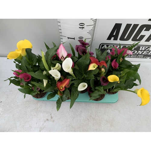 22 - TWELVE ZANTEDESCHIA CALLA LILLIES IN P10 POTS ON A TRAY APPROX 40CM IN HEIGHT PLUS VAT TO BE SOLD FO... 