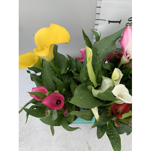 22 - TWELVE ZANTEDESCHIA CALLA LILLIES IN P10 POTS ON A TRAY APPROX 40CM IN HEIGHT PLUS VAT TO BE SOLD FO... 