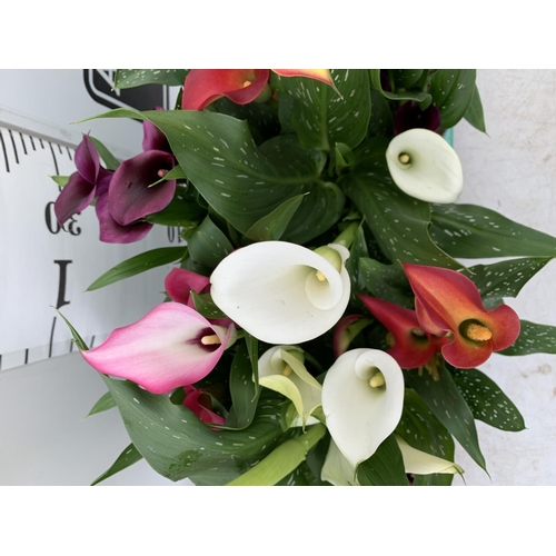 22 - TWELVE ZANTEDESCHIA CALLA LILLIES IN P10 POTS ON A TRAY APPROX 40CM IN HEIGHT PLUS VAT TO BE SOLD FO... 