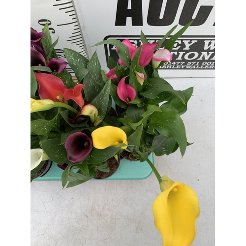 22 - TWELVE ZANTEDESCHIA CALLA LILLIES IN P10 POTS ON A TRAY APPROX 40CM IN HEIGHT PLUS VAT TO BE SOLD FO... 