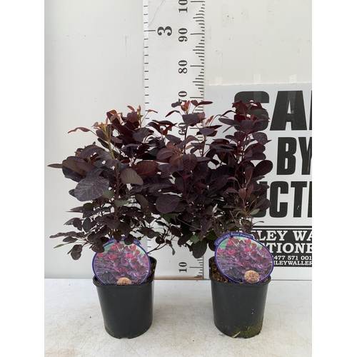 23 - TWO COTINUS COGGYGRIA ROYAL PURPLE SMOKE BUSH IN 3 LTR POTS APPROX 70CM IN HEIGHT PLUS VAT TO BE SOL... 