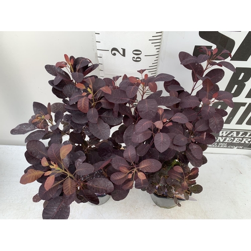 23 - TWO COTINUS COGGYGRIA ROYAL PURPLE SMOKE BUSH IN 3 LTR POTS APPROX 70CM IN HEIGHT PLUS VAT TO BE SOL... 