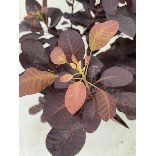 23 - TWO COTINUS COGGYGRIA ROYAL PURPLE SMOKE BUSH IN 3 LTR POTS APPROX 70CM IN HEIGHT PLUS VAT TO BE SOL... 