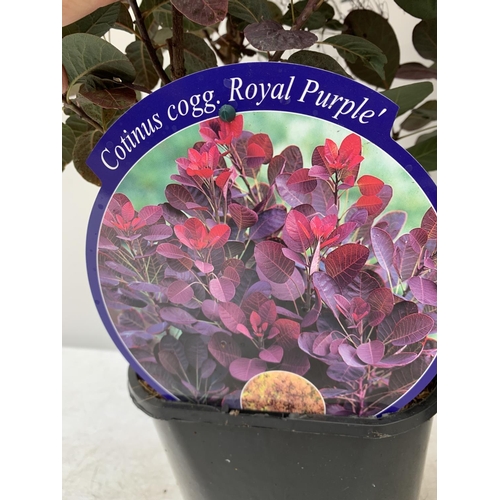 23 - TWO COTINUS COGGYGRIA ROYAL PURPLE SMOKE BUSH IN 3 LTR POTS APPROX 70CM IN HEIGHT PLUS VAT TO BE SOL... 