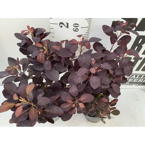 23 - TWO COTINUS COGGYGRIA ROYAL PURPLE SMOKE BUSH IN 3 LTR POTS APPROX 70CM IN HEIGHT PLUS VAT TO BE SOL... 