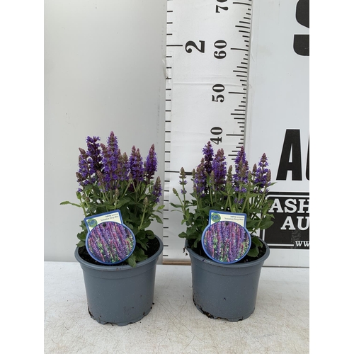 25 - TWO SALVIA NEMOROSA 'SENSATION DEEP BLUE' IN 2 LTR POTS APPROX 40CM IN HEIGHT PLUS VAT TO BE SOLD FO... 