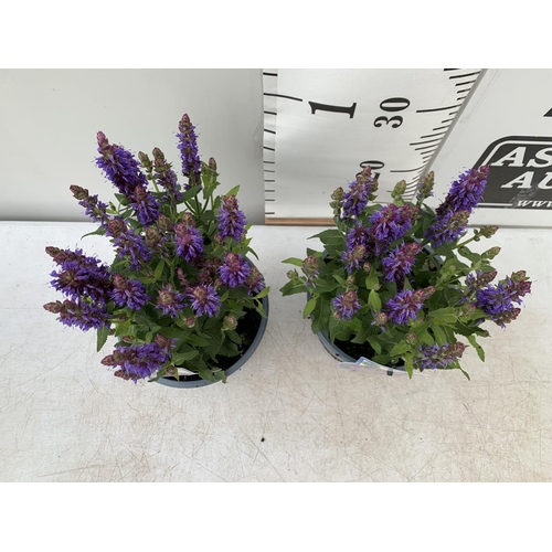 25 - TWO SALVIA NEMOROSA 'SENSATION DEEP BLUE' IN 2 LTR POTS APPROX 40CM IN HEIGHT PLUS VAT TO BE SOLD FO... 