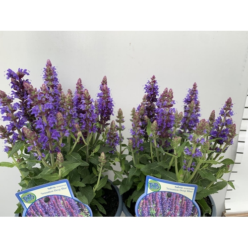 25 - TWO SALVIA NEMOROSA 'SENSATION DEEP BLUE' IN 2 LTR POTS APPROX 40CM IN HEIGHT PLUS VAT TO BE SOLD FO... 