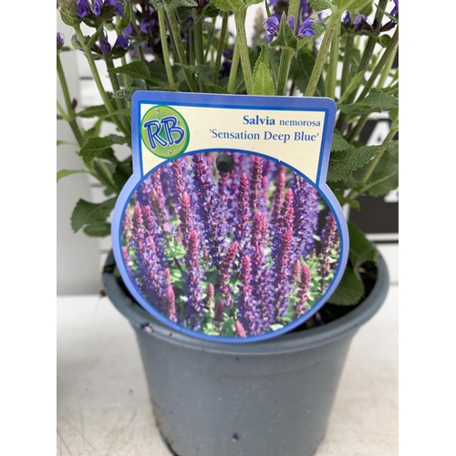 25 - TWO SALVIA NEMOROSA 'SENSATION DEEP BLUE' IN 2 LTR POTS APPROX 40CM IN HEIGHT PLUS VAT TO BE SOLD FO... 