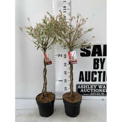 29 - TWO STANDARD PLAITED SALIX INTEGRA 'FLAMINGO' APPROX 100CM IN HEIGHT IN 3 LTR POTS PLUS VAT TO BE SO... 