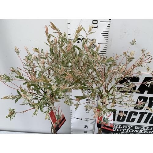 29 - TWO STANDARD PLAITED SALIX INTEGRA 'FLAMINGO' APPROX 100CM IN HEIGHT IN 3 LTR POTS PLUS VAT TO BE SO... 