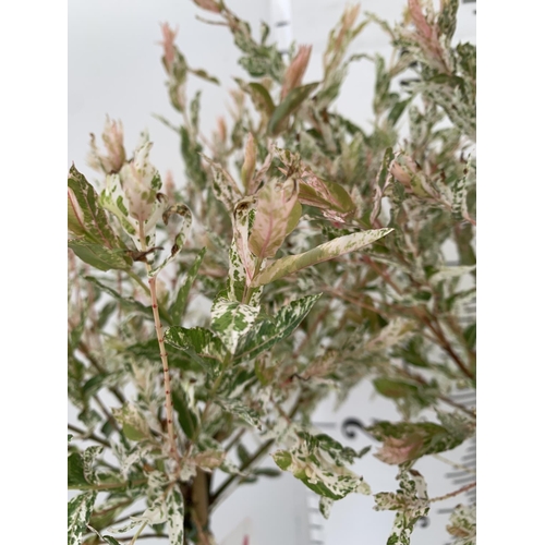 29 - TWO STANDARD PLAITED SALIX INTEGRA 'FLAMINGO' APPROX 100CM IN HEIGHT IN 3 LTR POTS PLUS VAT TO BE SO... 