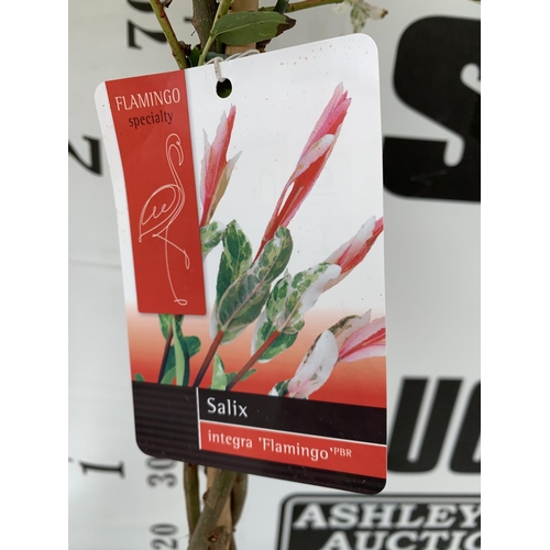 29 - TWO STANDARD PLAITED SALIX INTEGRA 'FLAMINGO' APPROX 100CM IN HEIGHT IN 3 LTR POTS PLUS VAT TO BE SO... 