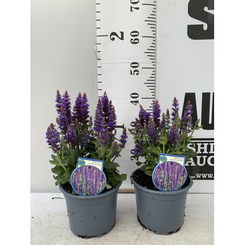 34 - TWO SALVIA NEMOROSA 'SENSATION DEEP BLUE' IN 2 LTR POTS APPROX 40CM IN HEIGHT PLUS VAT TO BE SOLD FO... 