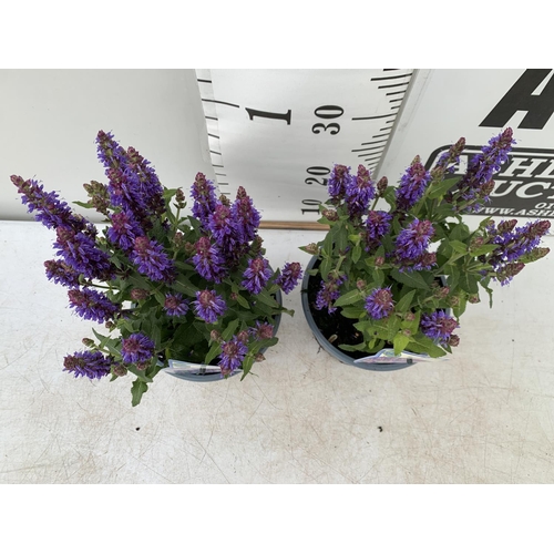 34 - TWO SALVIA NEMOROSA 'SENSATION DEEP BLUE' IN 2 LTR POTS APPROX 40CM IN HEIGHT PLUS VAT TO BE SOLD FO... 