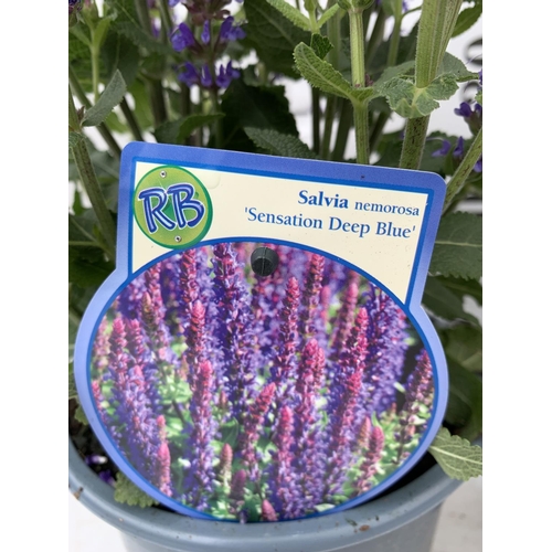 34 - TWO SALVIA NEMOROSA 'SENSATION DEEP BLUE' IN 2 LTR POTS APPROX 40CM IN HEIGHT PLUS VAT TO BE SOLD FO... 