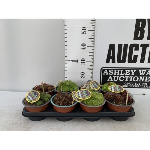 35 - EIGHT SEMPERVIVUM IN VARIETIES IN 1 LTR POTS ON A TRAY PLUS VAT TO BE SOLD FOR THE EIGHT