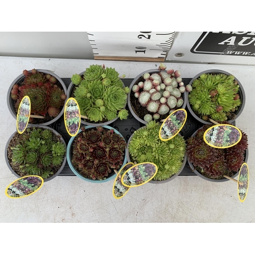 35 - EIGHT SEMPERVIVUM IN VARIETIES IN 1 LTR POTS ON A TRAY PLUS VAT TO BE SOLD FOR THE EIGHT