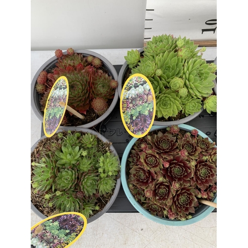 35 - EIGHT SEMPERVIVUM IN VARIETIES IN 1 LTR POTS ON A TRAY PLUS VAT TO BE SOLD FOR THE EIGHT