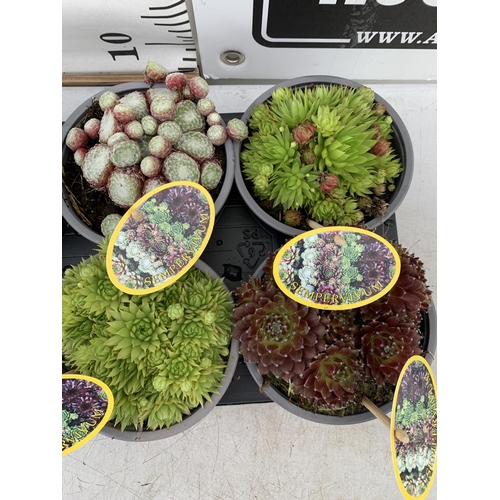 35 - EIGHT SEMPERVIVUM IN VARIETIES IN 1 LTR POTS ON A TRAY PLUS VAT TO BE SOLD FOR THE EIGHT