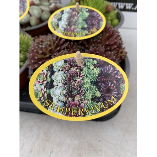 35 - EIGHT SEMPERVIVUM IN VARIETIES IN 1 LTR POTS ON A TRAY PLUS VAT TO BE SOLD FOR THE EIGHT