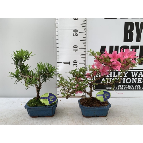 36 - TWO OUTDOOR BONSAI TREES IN CERAMIC POTS. ONE RHODODENDRON IN FLOWER AND ONE PODOCARPUS APPROX 40CM ... 