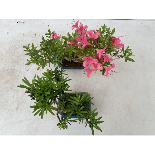 36 - TWO OUTDOOR BONSAI TREES IN CERAMIC POTS. ONE RHODODENDRON IN FLOWER AND ONE PODOCARPUS APPROX 40CM ... 