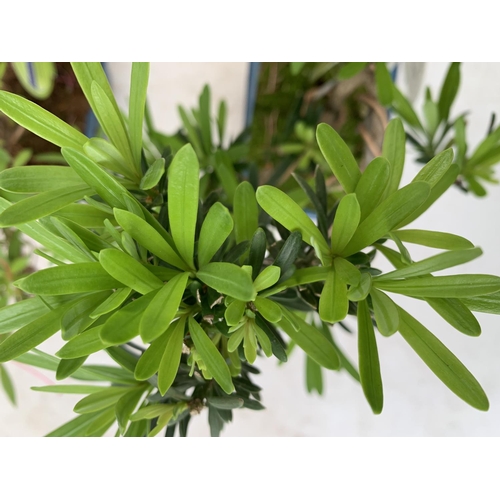 36 - TWO OUTDOOR BONSAI TREES IN CERAMIC POTS. ONE RHODODENDRON IN FLOWER AND ONE PODOCARPUS APPROX 40CM ... 