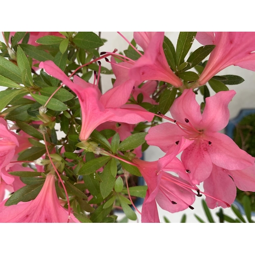 36 - TWO OUTDOOR BONSAI TREES IN CERAMIC POTS. ONE RHODODENDRON IN FLOWER AND ONE PODOCARPUS APPROX 40CM ... 